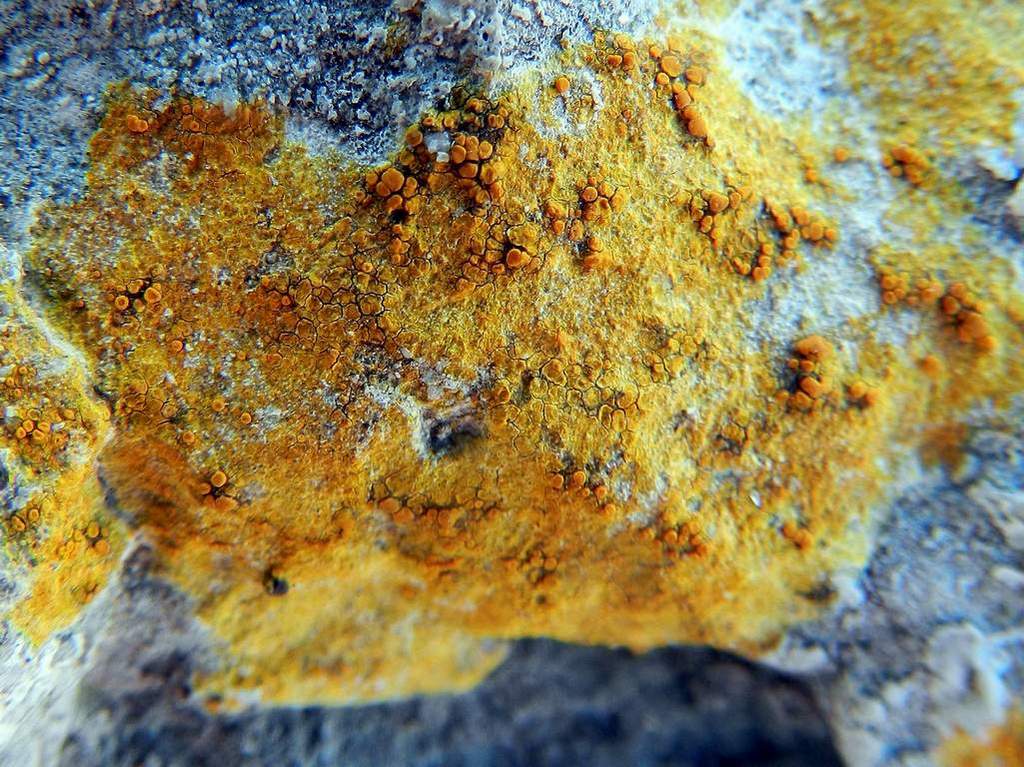 Caloplaca sp. ? da identificare
